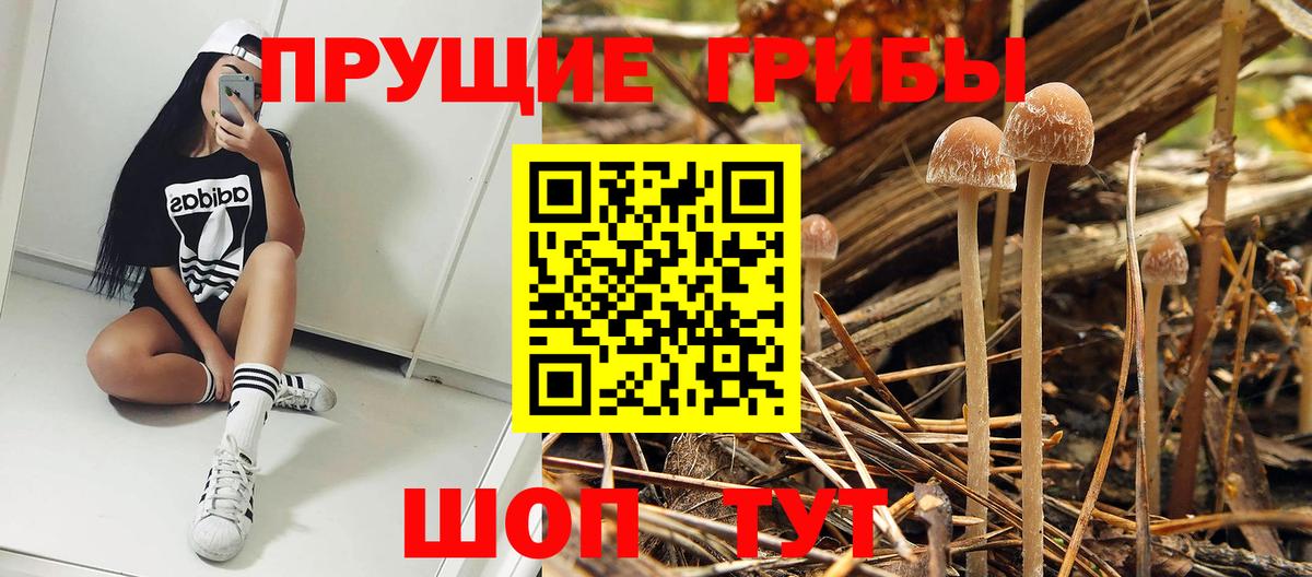 Тара  Псилоцибиновые грибы мухоморы  Вход с VPN 